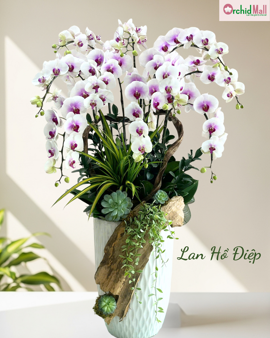 Lan Hồ Điệp màu vàng thích hợp cho những dịp Tết, chúc mừng